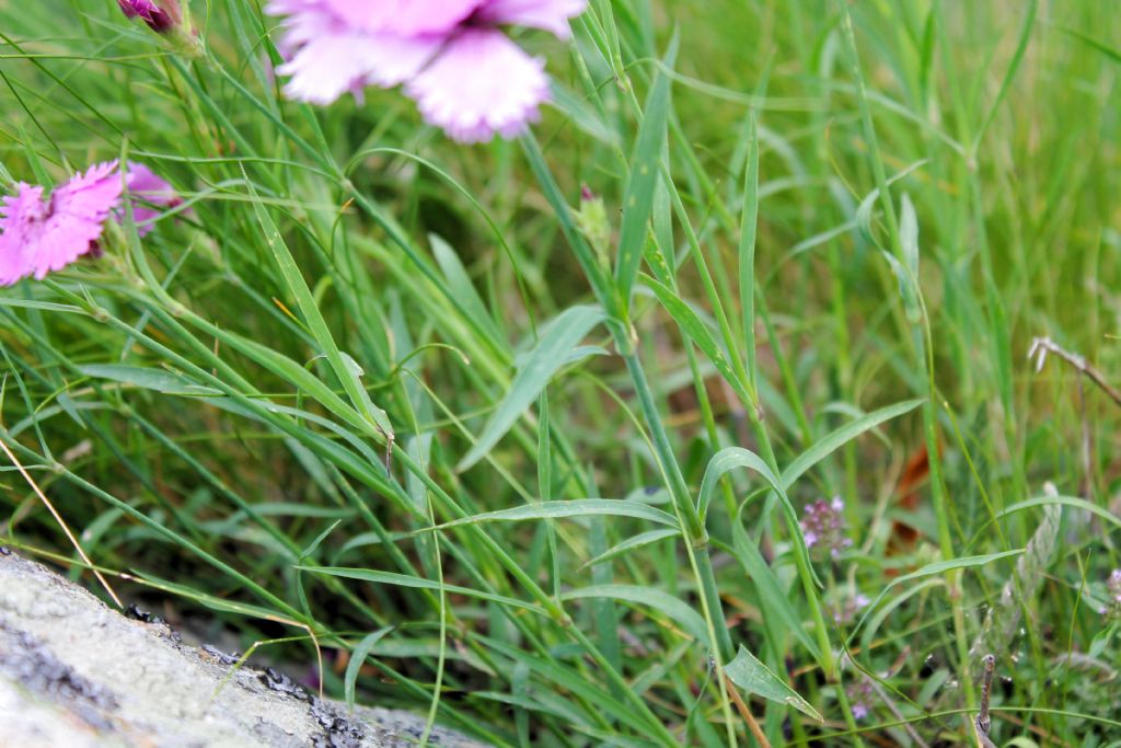 Dianthus seguieri / Garofano di Seguier